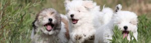 Coton de Tulear Welpen Cotton Crew 2012 mit Aaron, Alaska Bisou und Anny