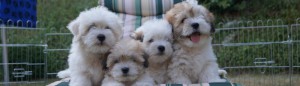 Coton de Tulear Cotton Crew 2013 Welpen B-Wurf mit Barcley, Bono, Bara und Buddy