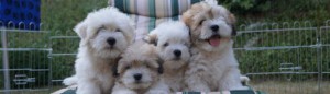 Coton de Tulear Welpen Cotton Crew 2013 mit Barcley, Bono, Bara und Buddy