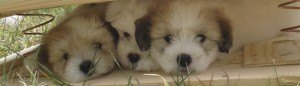 Coton de Tulear Cotton Crew C-Wurf 2014 mit Churchill, Cera und Chinuk