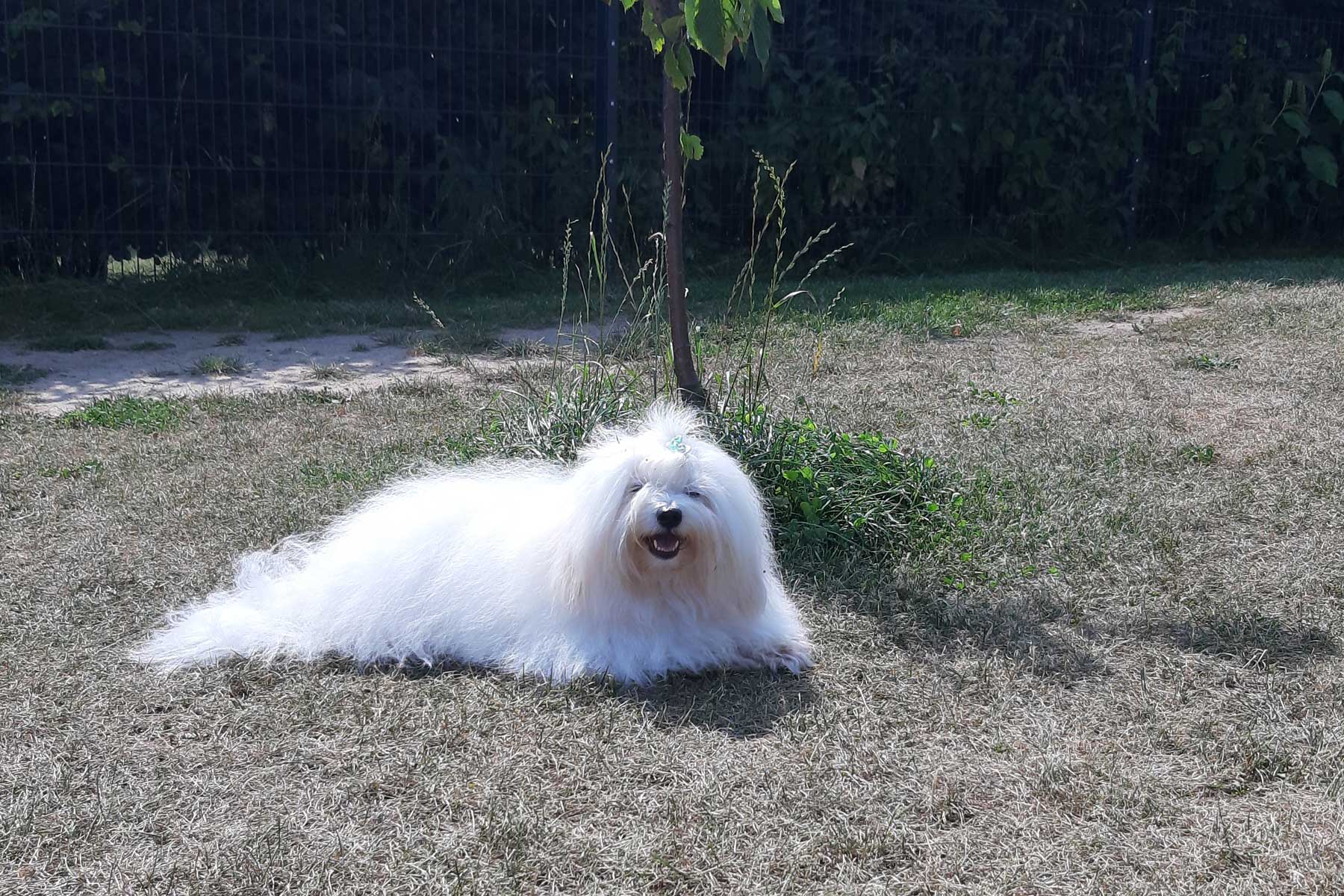 Ein schattiges Plätzchen unterm Kirschbaum