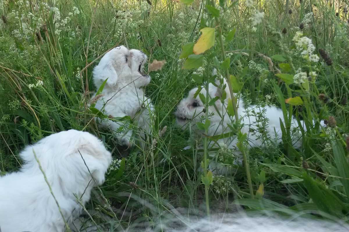 F20180713_161003.jpg F20180713_161003.jpg