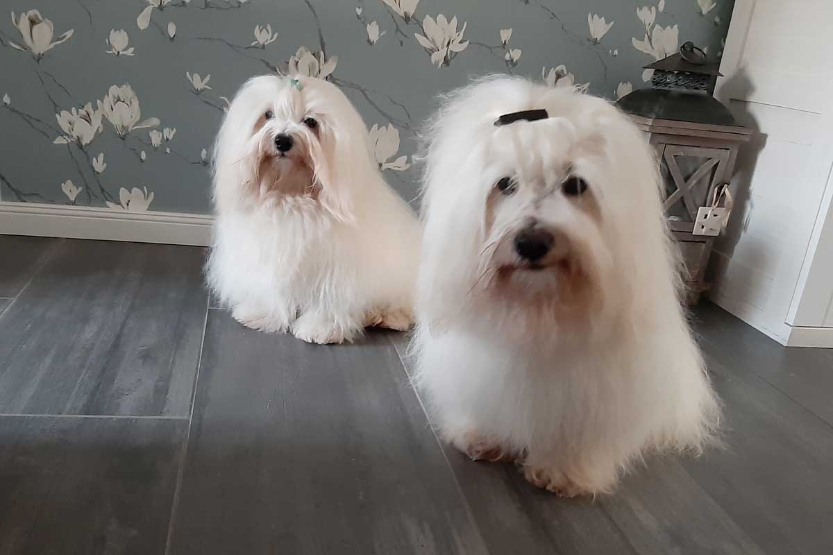 Kaya und Barcley 20190406_183702.jpg Kaya und Barcley 20190406_183702.jpg