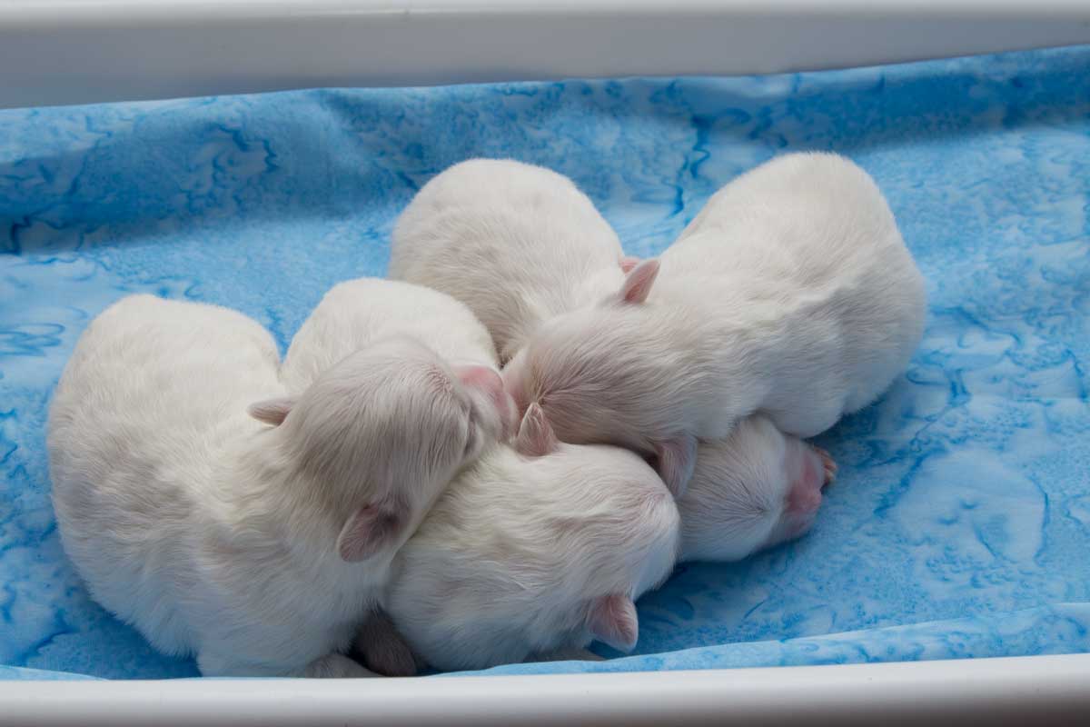 CottonCrewIWurf6513_2.jpg CottonCrewIWurf6513_2.jpg