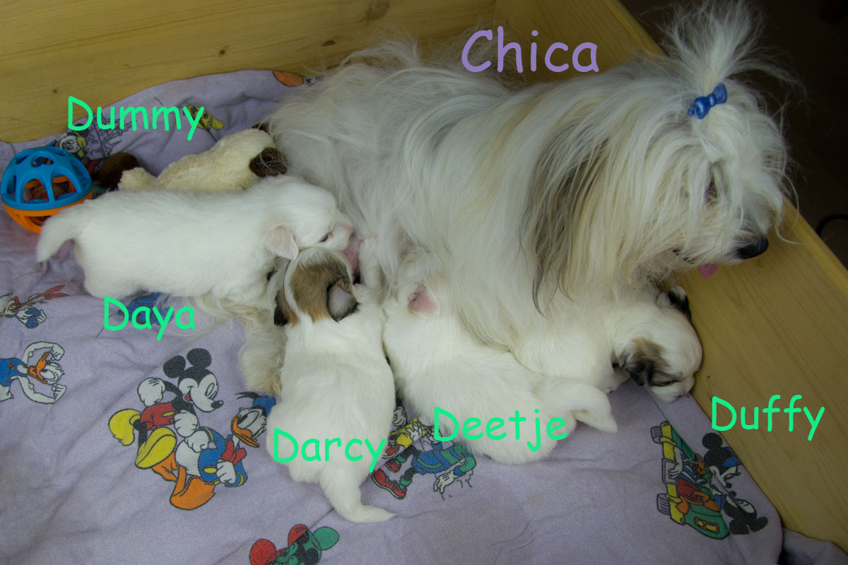 D-Wurf 2015 mit Darcy, Daya, Deetje und Duffy D-Wurf 2015 mit Darcy, Daya, Deetje und Duffy