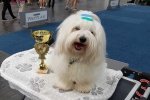 Jespersens-Reflection-Classic-Annual-Trophy-Show-2017.jpg