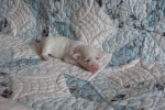 20190602_120957_Cotton Crew Grace.jpg