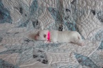 20190602_121031_Cotton Crew Grace.jpg
