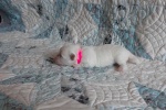 20190602_121045_Cotton Crew Grace.jpg