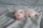 CottonCrewHarley-20200705_124109.jpg