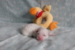 CottonCrewHetty-20200705_123526.jpg