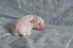 CottonCrewHetty-20200705_123801.jpg
