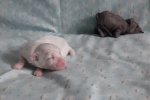 CottonCrewHitchcock-20200705_124533.jpg