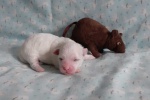 CottonCrewHolly-20200705_124901.jpg