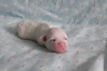 CottonCrewHolly-20200705_125035.jpg