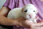 CottonCrewHolly_20200718_090929.jpg