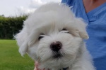 CottonCrewHarley_20200830_162730.jpg