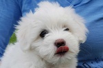 CottonCrewHetty_20200830_164924.jpg